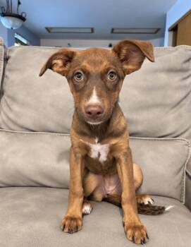 Mira -  Shepherd and Collie Dog for Adoption in Boulder, Colorado - Mira | PetCurious
