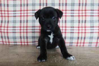 Rescue Boxer Dogs for Adoption in San Antonio, Texas - Peggy | PetCurious