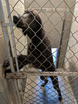 Maurice -  Standard Poodle Dog for Adoption in Hermiston, Oregon - Maurice | PetCurious