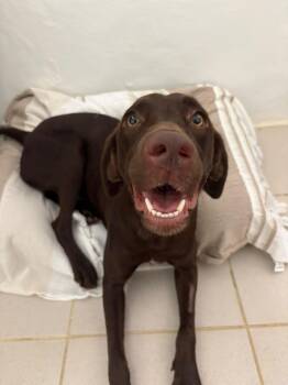 OLIVIA -  Chocolate Labrador Retriever Dog for Adoption - OLIVIA | PetCurious