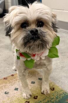 Echo -  Mixed Breed Dog for Adoption in Key West, Florida - Echo | PetCurious
