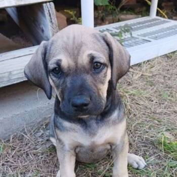 Rescue Plott Hound Dogs for Adoption in New Fairfield, Connecticut - Gracie | PetCurious
