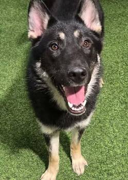 German Shepherd Dog and Husky Dogs Available for Adoption in Racine, Wisconsin - Moon Star | PetCurious