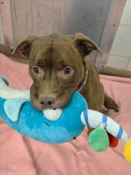 Pit Bull Terrier and Mixed Breed Dogs Available for Adoption - JEFE | PetCurious