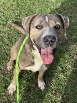 Pit Bull Terrier and Mixed Breed Dogs Available for Adoption in Honolulu, Hawaii - Fawn | PetCurious