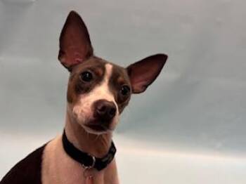 Bonnie -  Rat Terrier and Mixed Breed Dog for Adoption in Golden Valley, Minnesota - Bonnie | PetCurious