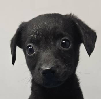 Alexandria -  Spaniel and Chihuahua Dog for Adoption in Newport, Tennessee - Alexandria | PetCurious