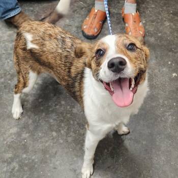 Sandy -  Mixed Breed Dog for Adoption in Evensville, Tennessee - Sandy | PetCurious