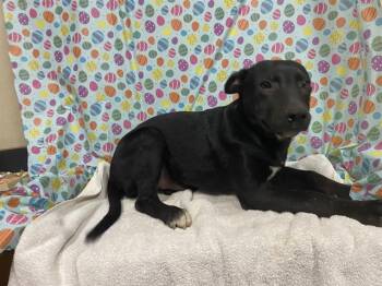 Pit Bull Terrier and Mixed Breed Dogs Available for Adoption - A608635 | PetCurious