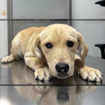 Mixed Breed Dogs Available for Adoption in Franklin Township, New Jersey - Summer | PetCurious