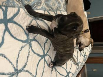 Rescue Mountain Cur Dogs for Adoption in Pensacola, Florida - Scout | PetCurious