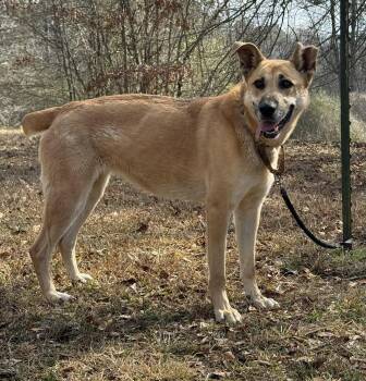 Skye -  German Shepherd Dog and Golden Retriever Dog for Adoption in Attalla, Alabama - Skye | PetCurious