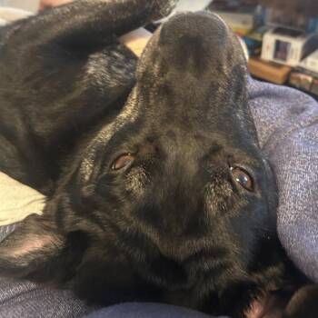 Mixed Breed Dogs Available for Adoption - Ruby | PetCurious