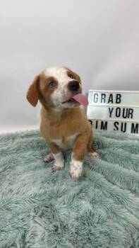 Chicken Foot -  Cattle Dog and Husky Dog for Adoption in Phoenix, Arizona - Chicken Foot | PetCurious