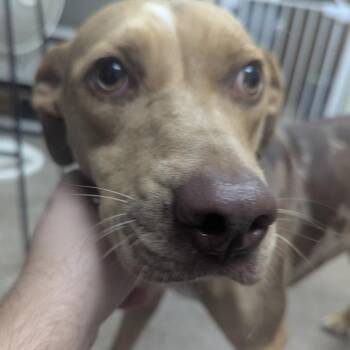 Miss Demeanor -  Pit Bull Terrier Dog for Adoption in Birmingham, Alabama - Miss Demeanor | PetCurious
