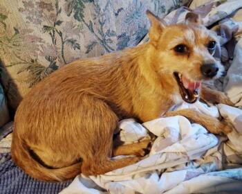 Terrier Dogs Available for Adoption - Lollie (25-161 D) | PetCurious