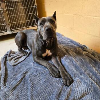 Kona 2136 -  Cane Corso Dog for Adoption in Loxahatchee Groves, Florida - Kona 2136 | PetCurious