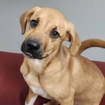 Meggie -  Mixed Breed Dog for Adoption - Meggie | PetCurious