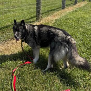 Jax - 003905 -  Husky and Chow Chow Dog for Adoption in Marshall, Virginia - Jax - 003905 | PetCurious