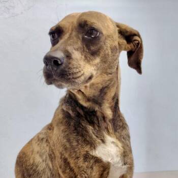 Mama Coco -  German Shepherd Dog and Labrador Retriever Dog for Adoption in Santa Monica, California - Mama Coco | PetCurious