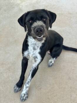 Rescue German Wirehaired Pointer Dogs for Adoption in Canyon Lake, Texas - Enzo | PetCurious