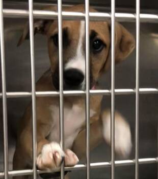 Billy jean -  Boxer Dog for Adoption in Parma, Ohio - Billy Jean | PetCurious
