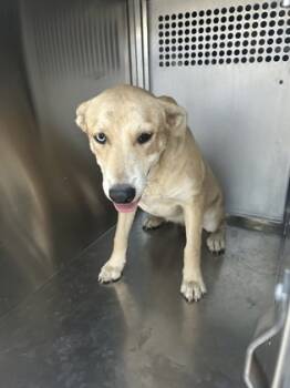 Rescue Retriever and Mixed Breed Dogs for Adoption in Fort Worth, Texas - 59714809 | PetCurious
