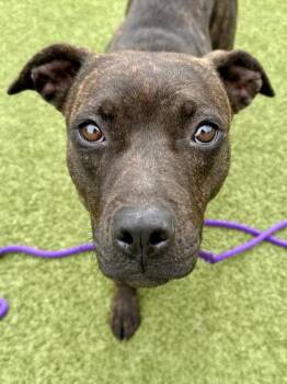 Mixed Breed Dogs Available for Adoption in Wichita, Kansas - Baby Begonia | PetCurious
