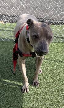 Androcan -  Whippet and Pit Bull Terrier Dog for Adoption in Vallejo, California - Androcan | PetCurious