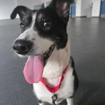Mixed Breed Dogs Available for Adoption in Pittsburgh, Pennsylvania - MooMoo | PetCurious