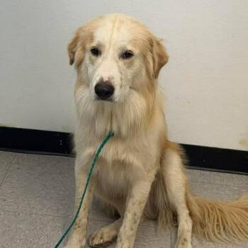 Petey 26-08-006 -  Great Pyrenees Dog for Adoption in Bastrop, Texas - Petey 26-08-006 | PetCurious