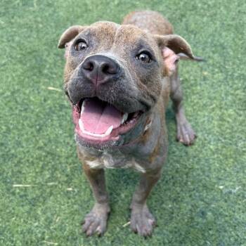 Mrs. Mole -  Mixed Breed Dog for Adoption in Bartlett, Tennessee - Mrs. Mole | PetCurious