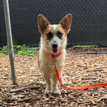 Rosie -  Cardigan Welsh Corgi Dog for Adoption in Briarcliff Manor, New York - Rosie | PetCurious