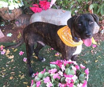 BEEGEE -  Plott Hound and Mixed Breed Dog for Adoption in Oklahoma City, Oklahoma - BEEGEE | PetCurious
