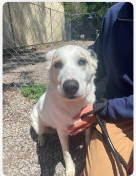 Labrador Retriever and Shepherd Dogs Available for Adoption in Fountain Hill, Pennsylvania - Luna | PetCurious