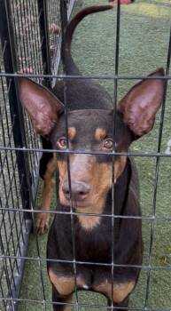 Bondi -  Australian Kelpie Dog for Adoption in Woodland, California - Bondi | PetCurious