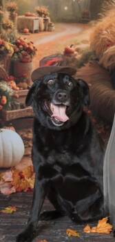 Rescue Labrador Retriever and Mixed Breed Dogs for Adoption in Batavia, Ohio - Pistol | PetCurious