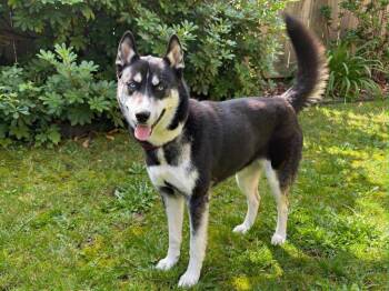 Navi -  Husky and Mixed Breed Dog for Adoption in Sebastian, Florida - Navi | PetCurious
