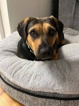 Tiny (Kid, Dog & Family Friendly, Couch Potato) -  Beagle and Shepherd Dog for Adoption in Houston, Texas - Tiny (Kid, Dog & Family Friendly, Couch Potato) | PetCurious