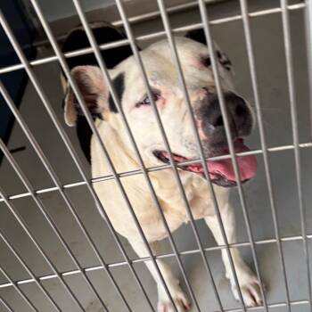 Wiley -  Mixed Breed Dog for Adoption in Greenville, South Carolina - Wiley | PetCurious