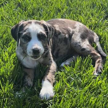 Catahoula Leopard Dog and Pit Bull Terrier Dogs Available for Adoption in Falls Church, Virginia - Spotty Dotty Pup: Toto | PetCurious