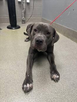 Rescue Mastiff and Mixed Breed Dogs for Adoption in Las Vegas, Nevada - GHOULIE | PetCurious