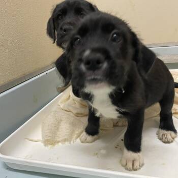 Mixed Breed Dogs Available for Adoption - Beau | PetCurious