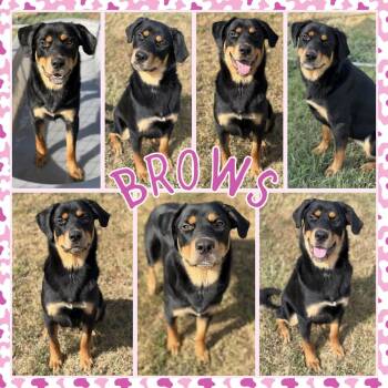 Brows -  Rottweiler and Mixed Breed Dog for Adoption in Fort Smith, Arkansas - Brows | PetCurious