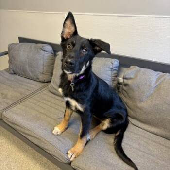 Sox -  Mixed Breed Dog for Adoption in Lansing, Michigan - Sox | PetCurious