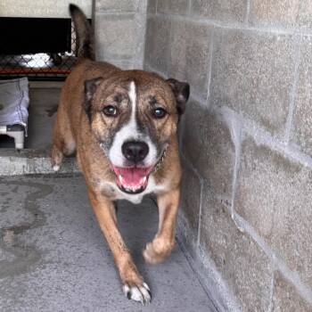 Chance -  Shepherd and Saint Bernard Dog for Adoption in Clearwater, Florida - Chance | PetCurious