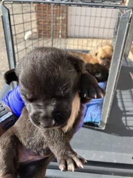 Mixed Breed Dogs Available for Adoption in Dallas, Texas - TISH | PetCurious
