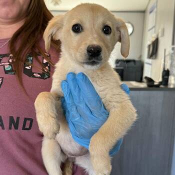 Labrador Retriever Dogs Available for Adoption in Kanab, Utah - Cork | PetCurious