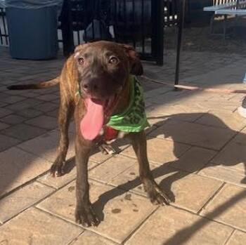 Rescue Hound Dogs for Adoption in Lambertville, New Jersey - Snickers | PetCurious