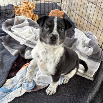Dimitri (Doozie) -  Mixed Breed Dog for Adoption in Abilene, Texas - Dimitri (Doozie) | PetCurious